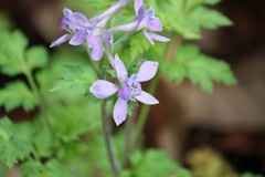 セリバヒエンソウ