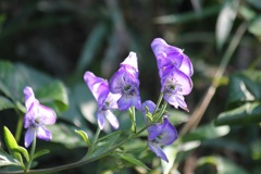 ツクバトリカブト