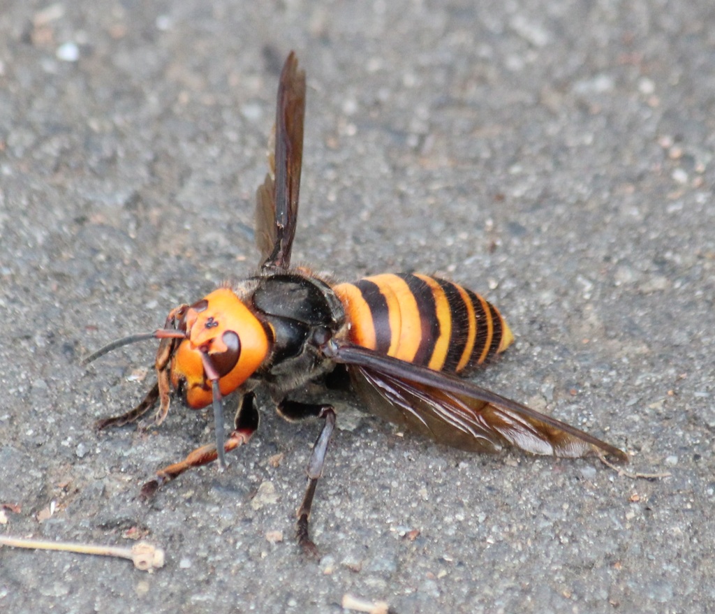 オオスズメバチの女王蜂