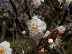 白梅