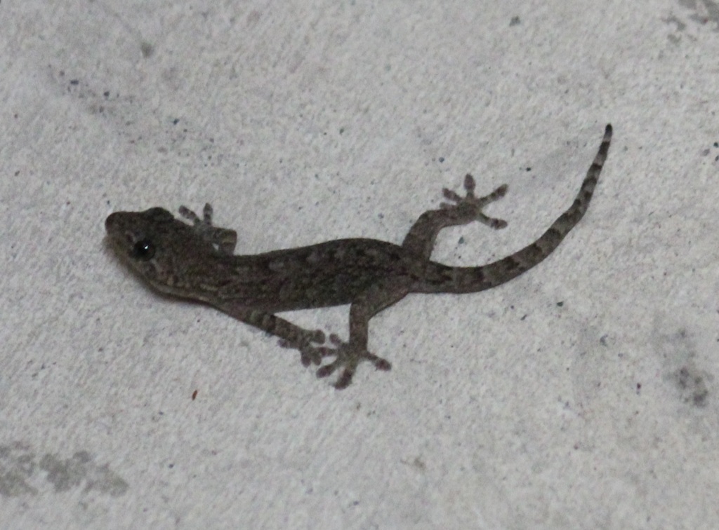 ヤモリ
