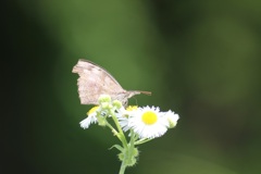 テングチョウ