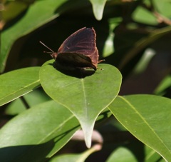 ムラサキツバメ　オス