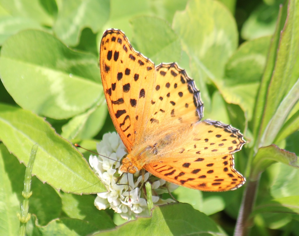 ツマグロヒョウモン