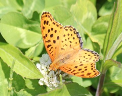 ツマグロヒョウモン