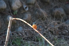 カワセミ