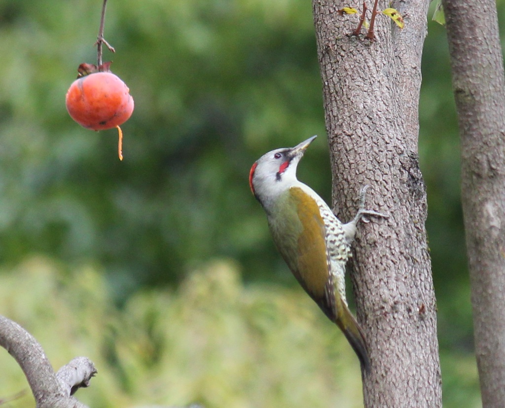 アオゲラ　オス