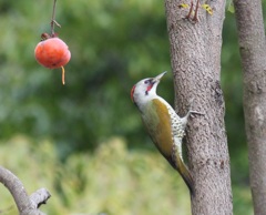 アオゲラ　オス