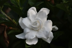クチナシの花