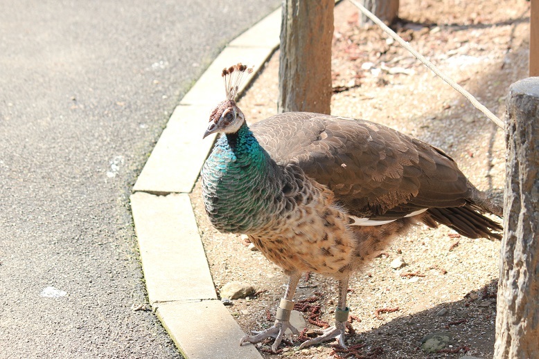 クジャク　多摩動物園