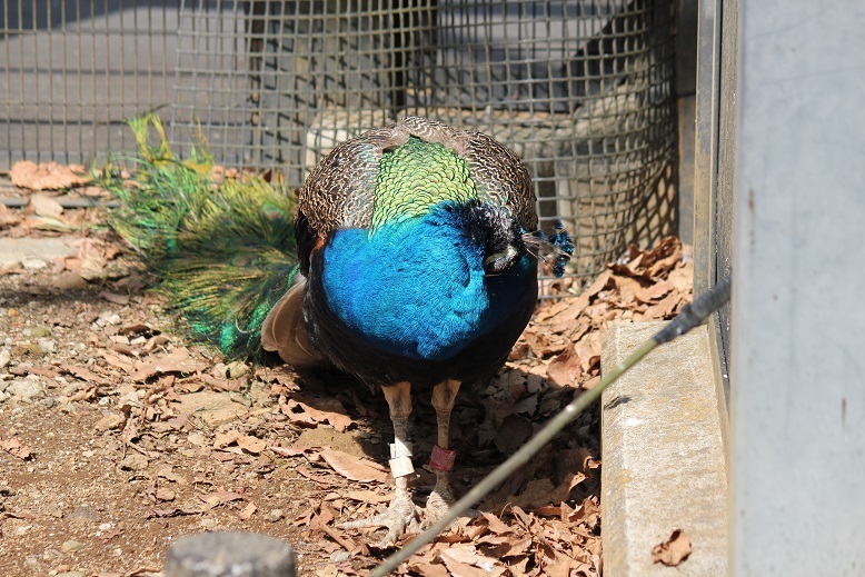 クジャク　多摩動物園