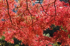 紅葉