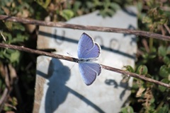 ツバメシジミの綱渡り