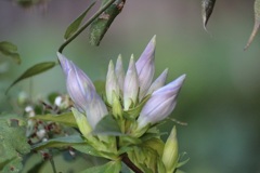 リンドウのつぼみ