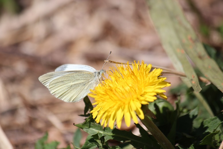モンシロチョウ