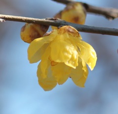 ソシンロウバイ