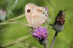 ジャノメチョウ