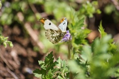 ツマキチョウ　オス