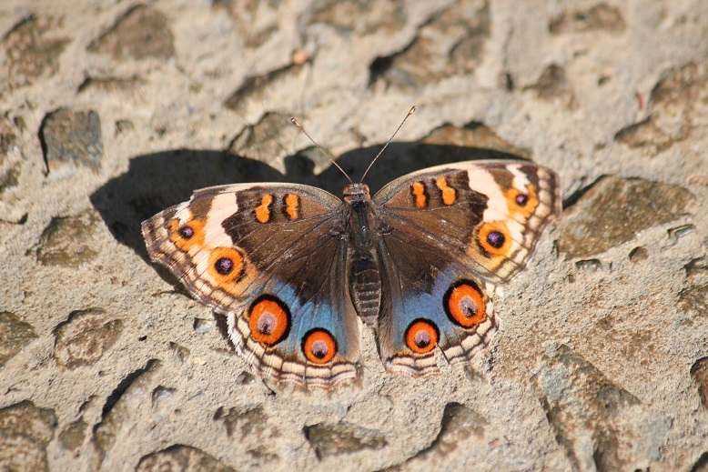 アオタテハモドキ