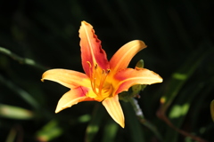 百合