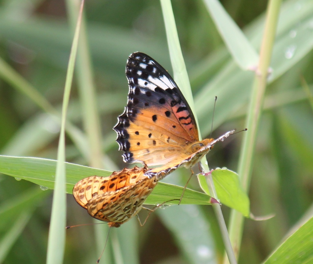 ツマグロヒョウモン