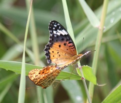 ツマグロヒョウモン
