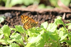 ツマグロヒョウモン　オス