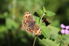 アオタテハモドキ