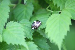 アカスジキンカメムシの幼虫