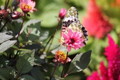 ツマグロヒョウモン