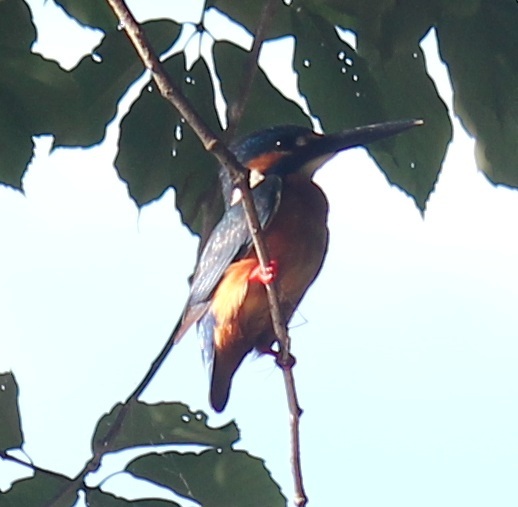 カワセミ