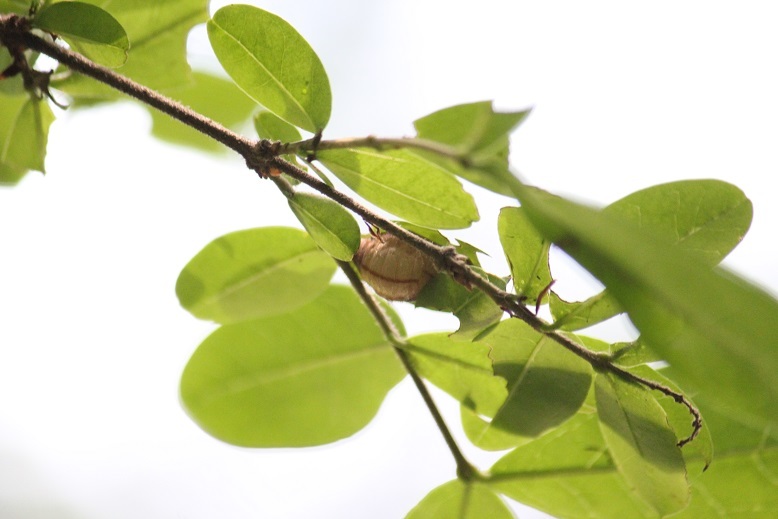 ウラゴマダラシジミの蛹