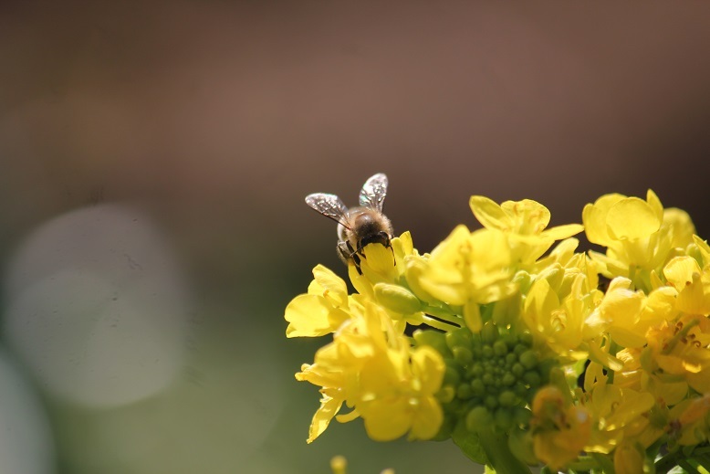 ミツバチと菜の花