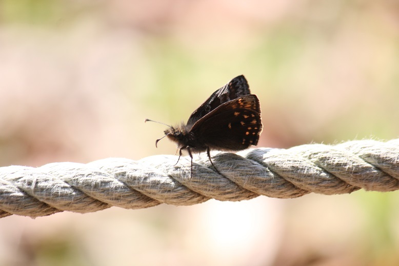 ミヤマセセリの綱渡り