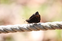 ミヤマセセリの綱渡り