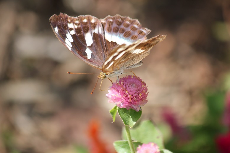メスグロヒョウモンのメス