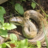 アオダイショウ