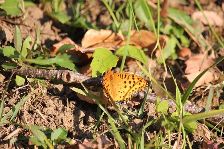 ツマグロヒョウモン