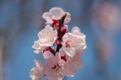 アンズの花