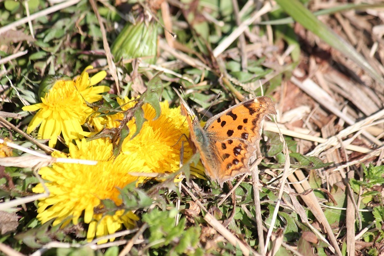 タンポポに吸蜜するキタテハ