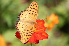 ツマグロヒョウモンのオス