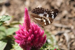 メスグロヒョウモンのメス