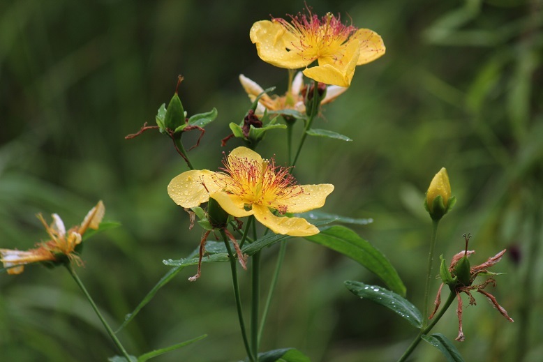 セイヨウキンシバイ