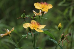 セイヨウキンシバイ