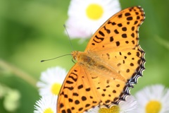 ツマグロヒョウモン