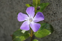 ツルニチニチソウ