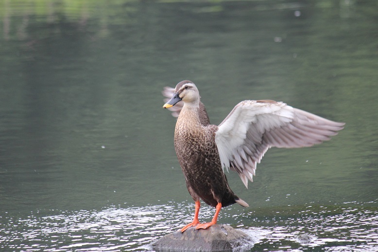 カルガモお立ち台に乗る