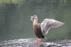 カルガモお立ち台に乗る