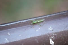 クモヘリカメムシ