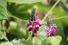 葛の花